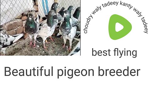 Choudry tadeey pigeon beautiful breeder pair