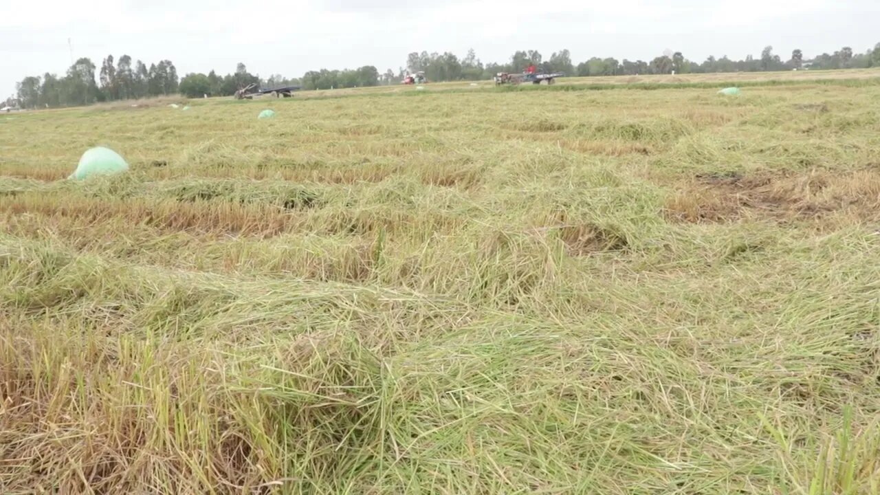 Harvesting rice 2