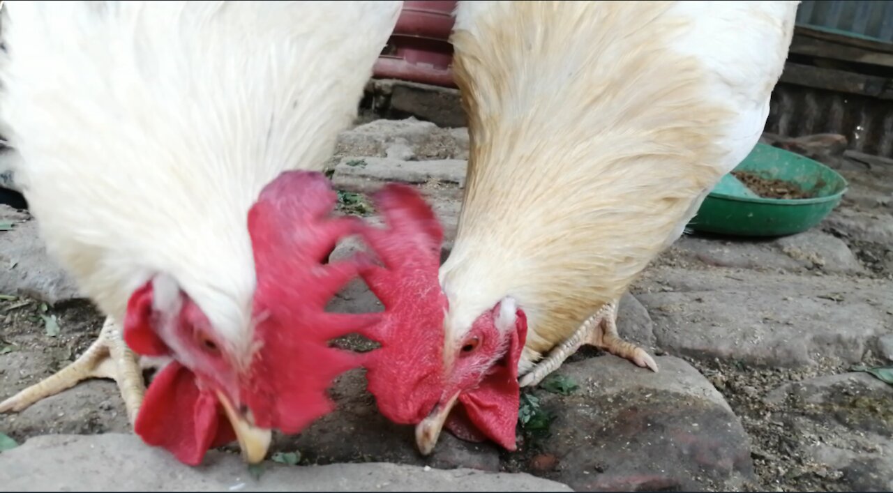 The beautiful friendship of the two roosters is eating food