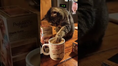 NationalCoffeeDay 😋☕️ #shorts #shortsfeed #clips #shortvideo