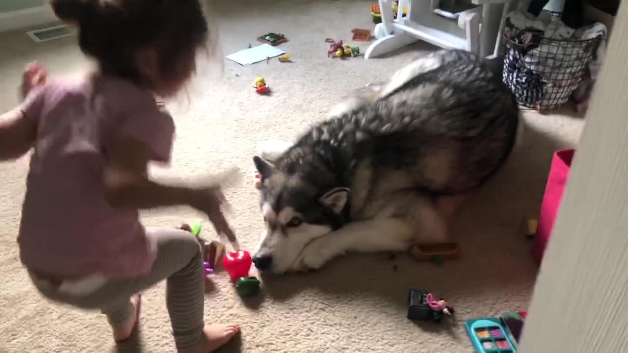 Cute little girl serves play kitchen food to patient Alaskan Malamute