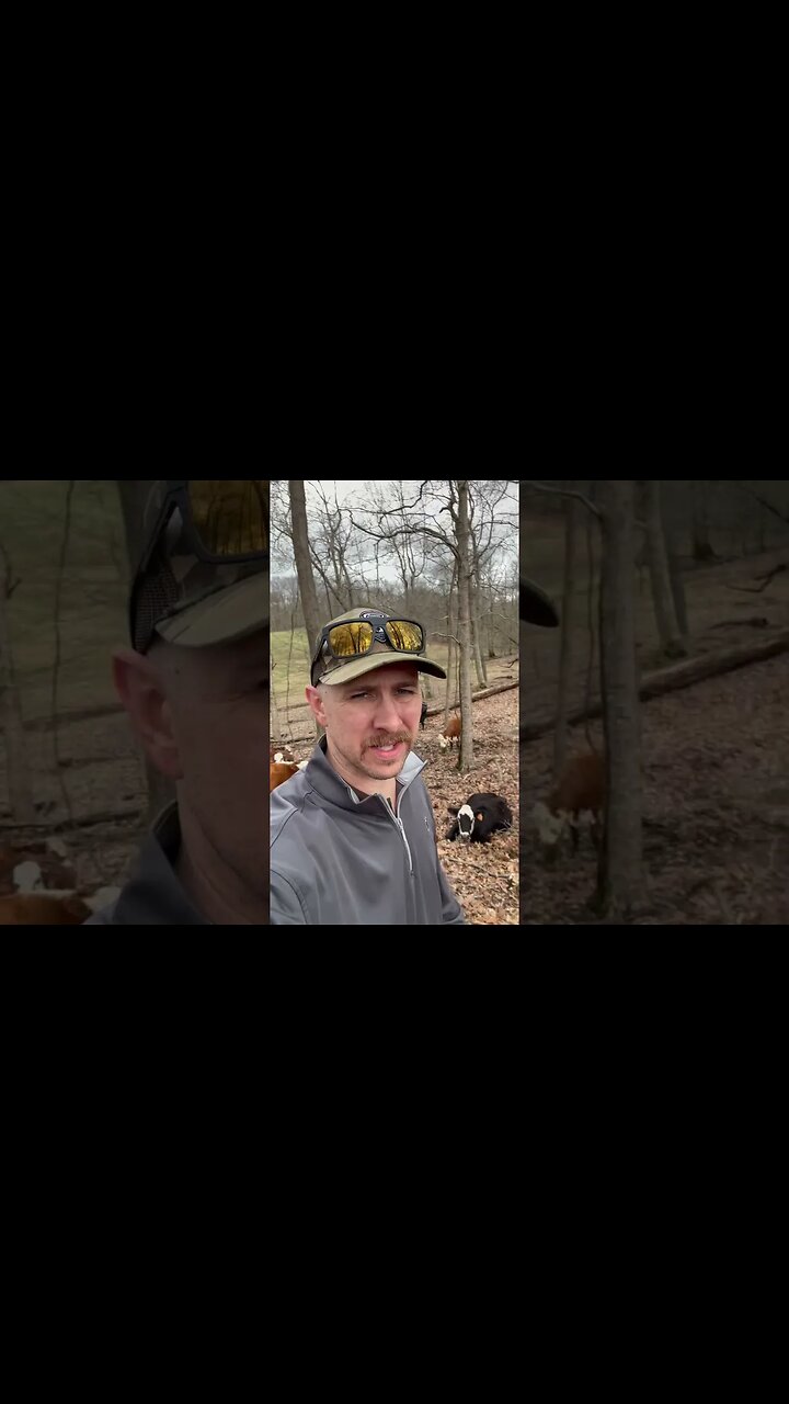 Day 20 of 30 days of #calving . #cattle #ranch #ranchlife #farm # ...