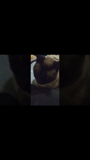 SHE IS SUCH A LAP KITTY