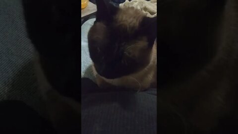 SHE IS SUCH A LAP KITTY