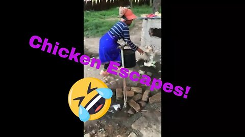 Chicken ESCAPES!