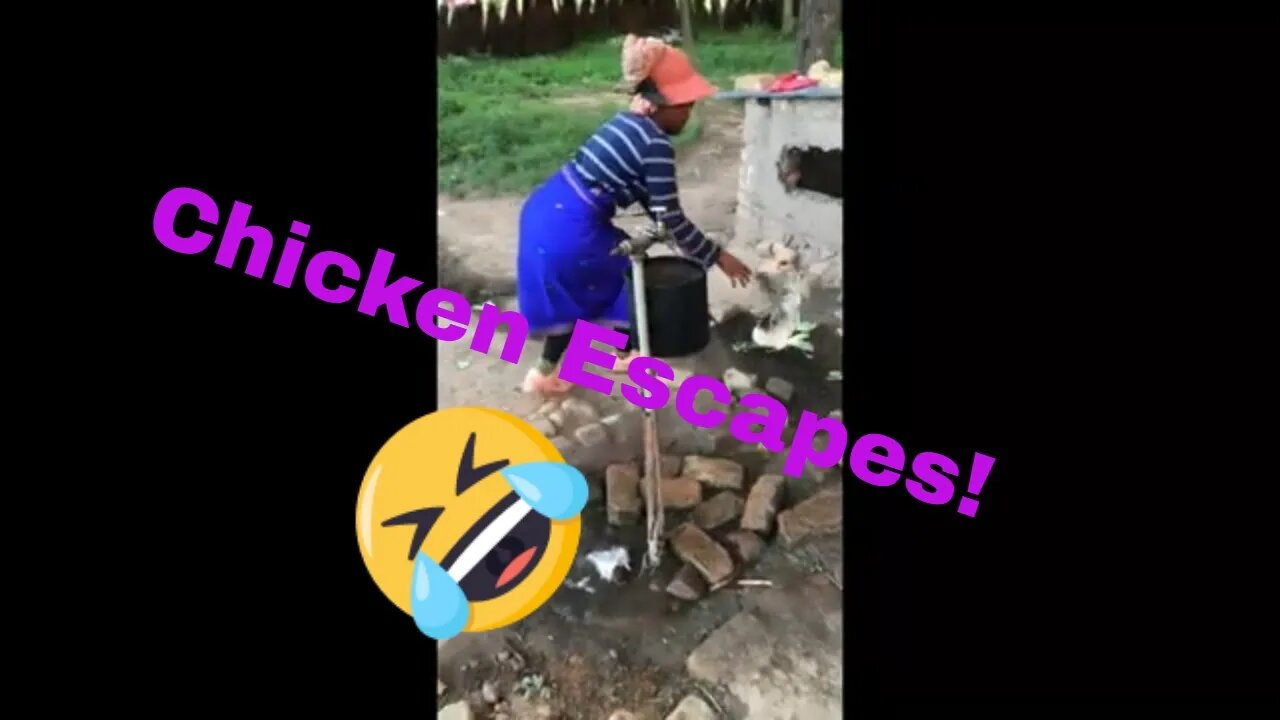 Chicken ESCAPES!