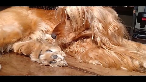 #dogshow , #animals , #dogs
