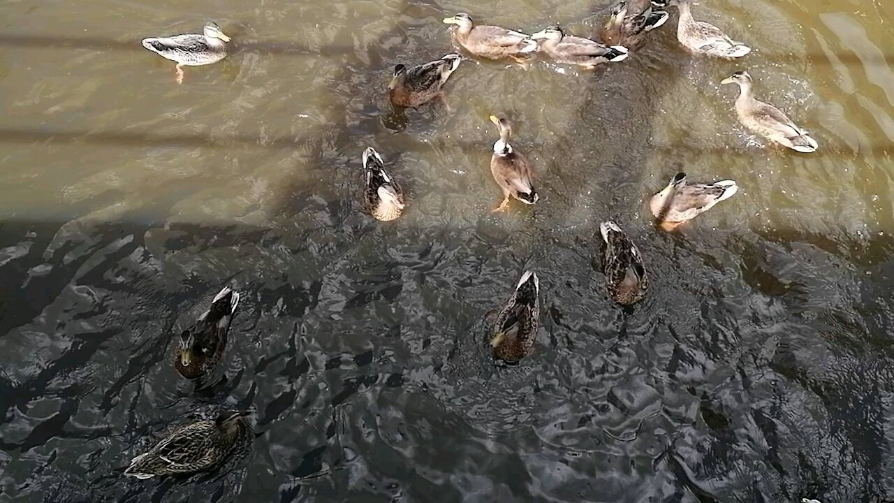 Wild ducks jumping for food