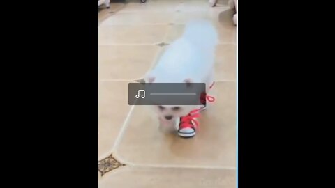 Cute cat's funny