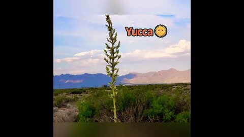 Yucca’s