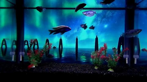 Sweet Dreams Aquarium Background
