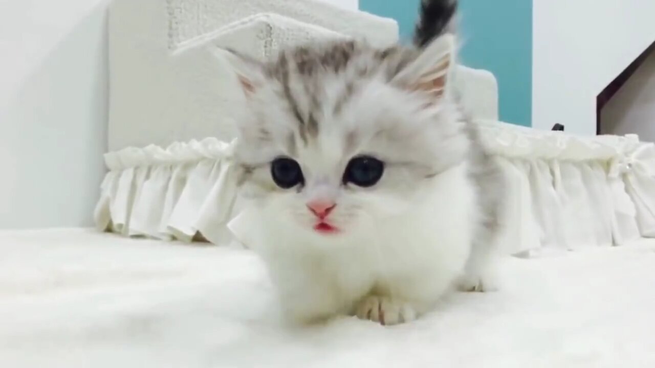 A Little Cute Baby Cat