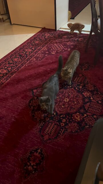 Dont touch my mom 😂😂😂 #cat #animal #hot #trend #new