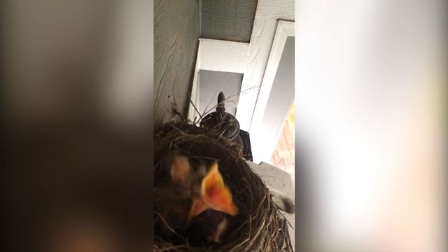 Hungry Baby Birds