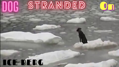 Russian Sailors save Dog stranded on Ice in Artic