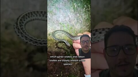 These snakes can be found in groups