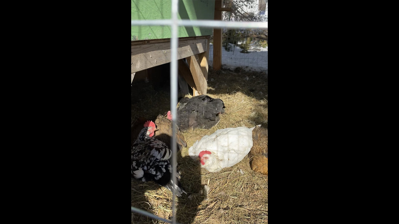 Happy Hens Enjoy A Spring Dustbath At Old McHomos Farm