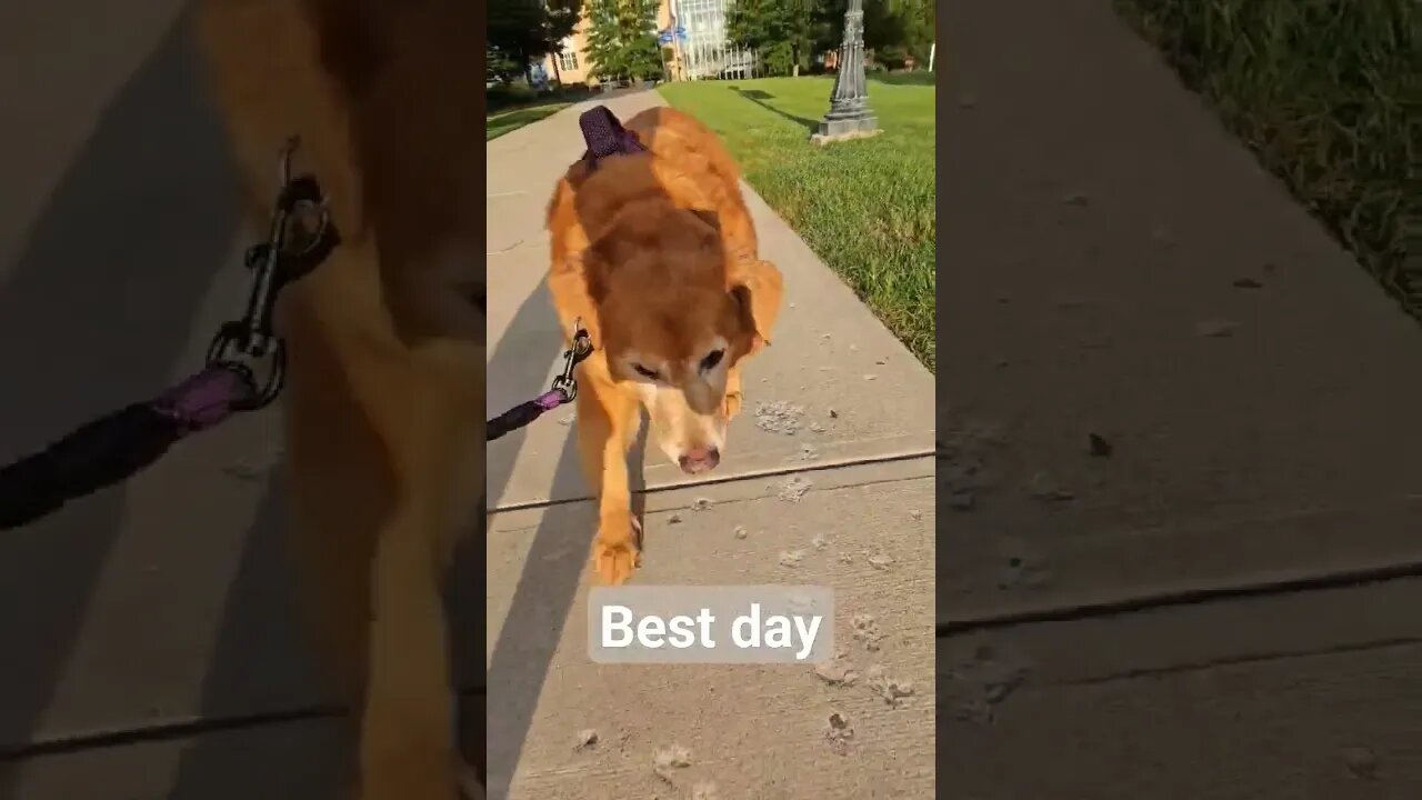 Titan age 12 best day ever morning motivational walk #best #dog #life