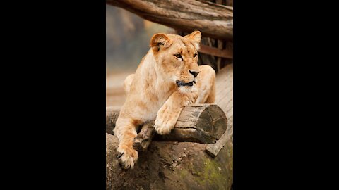 Lion drinking quiet water