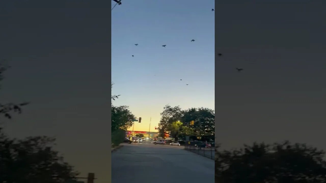 Birds flying East