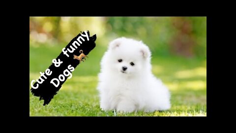 Cute and Funny Dog - baby dogs