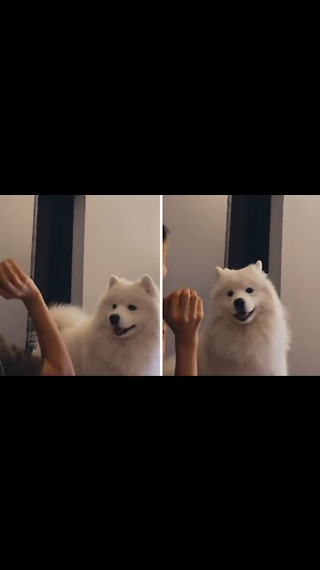Samoyed Desperately Wants To Play With A Ball