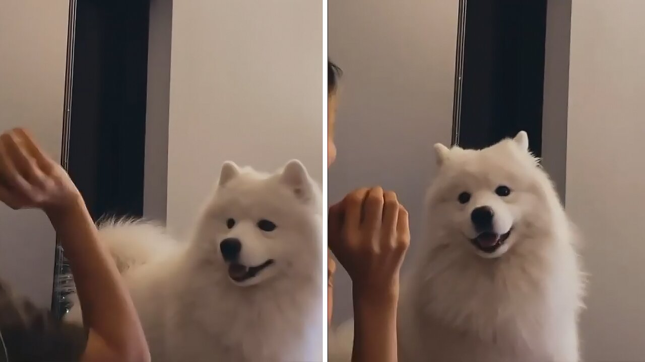 Samoyed Desperately Wants To Play With A Ball