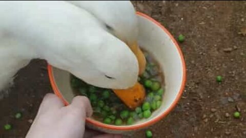 Ces canards dévorent un bol de petits pois en 30 secondes