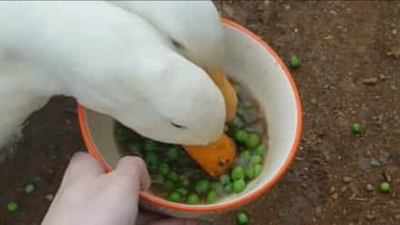 Ces canards dévorent un bol de petits pois en 30 secondes