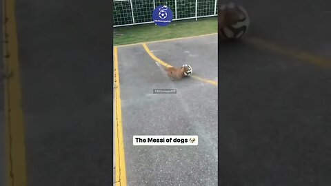 messi dog's can skill like him #messi #shorts #youtubeshorts