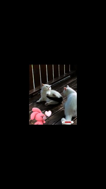 Cute Cat Playing Or fighting Funny Video #Shorts