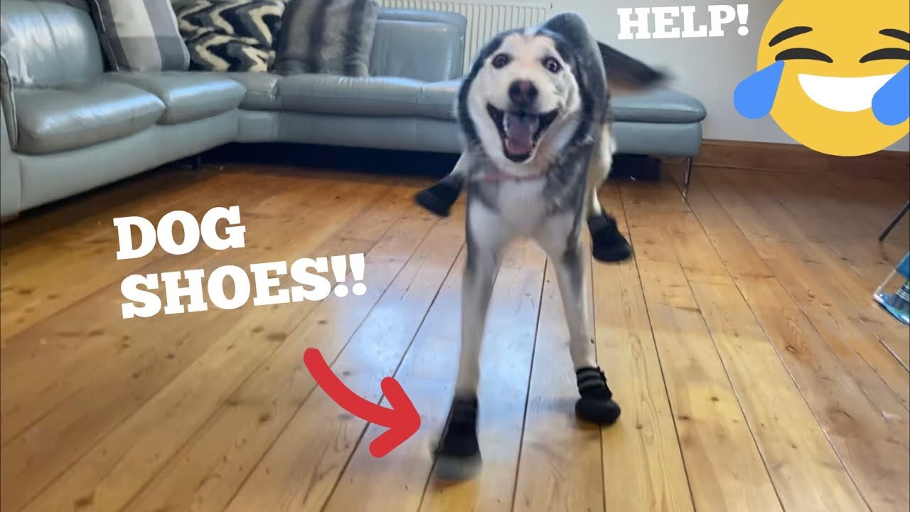 Husky Turns Into Horse With Shoes!! #shorts