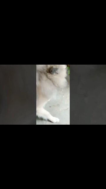 Dog Chewing | Dog Bite Force #shorts #dogs #puppy #youtubeshorts