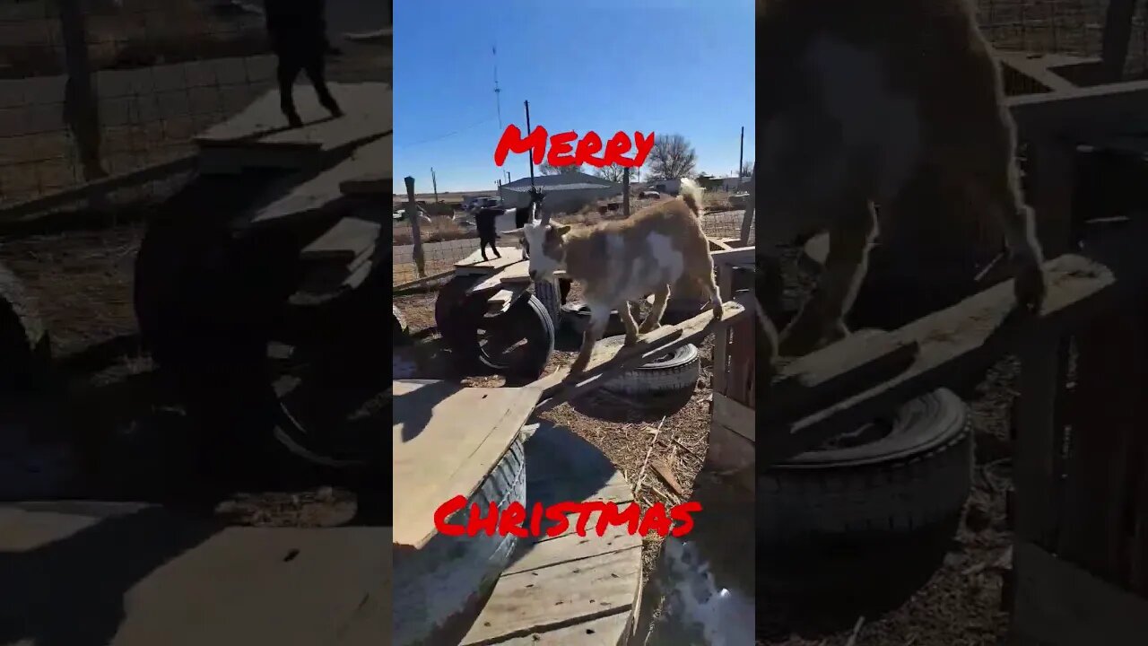 MERRY CHRISTMAS from our littlepatchofdirt #goats #goats #christmas #holiday