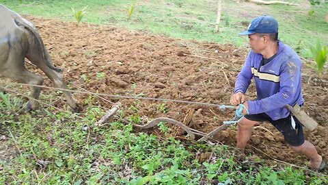 🇵🇭 BAMBOO BUILDING HARVEST & HAUL WITH CARABAO Off Grid Island Family Tiny House Living Philippines