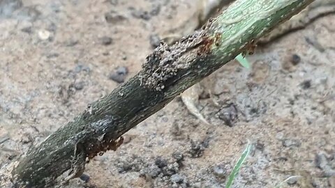 Ants that feed on Cannabis plants in Thailand