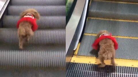 Cut baby puppy climb on the lift