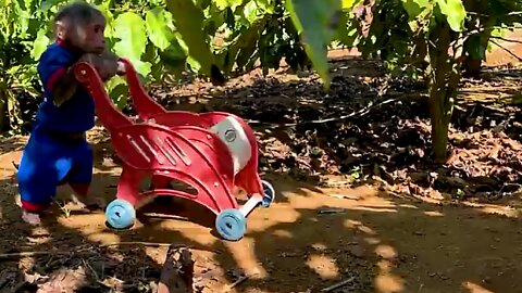 Monkey Funny Video