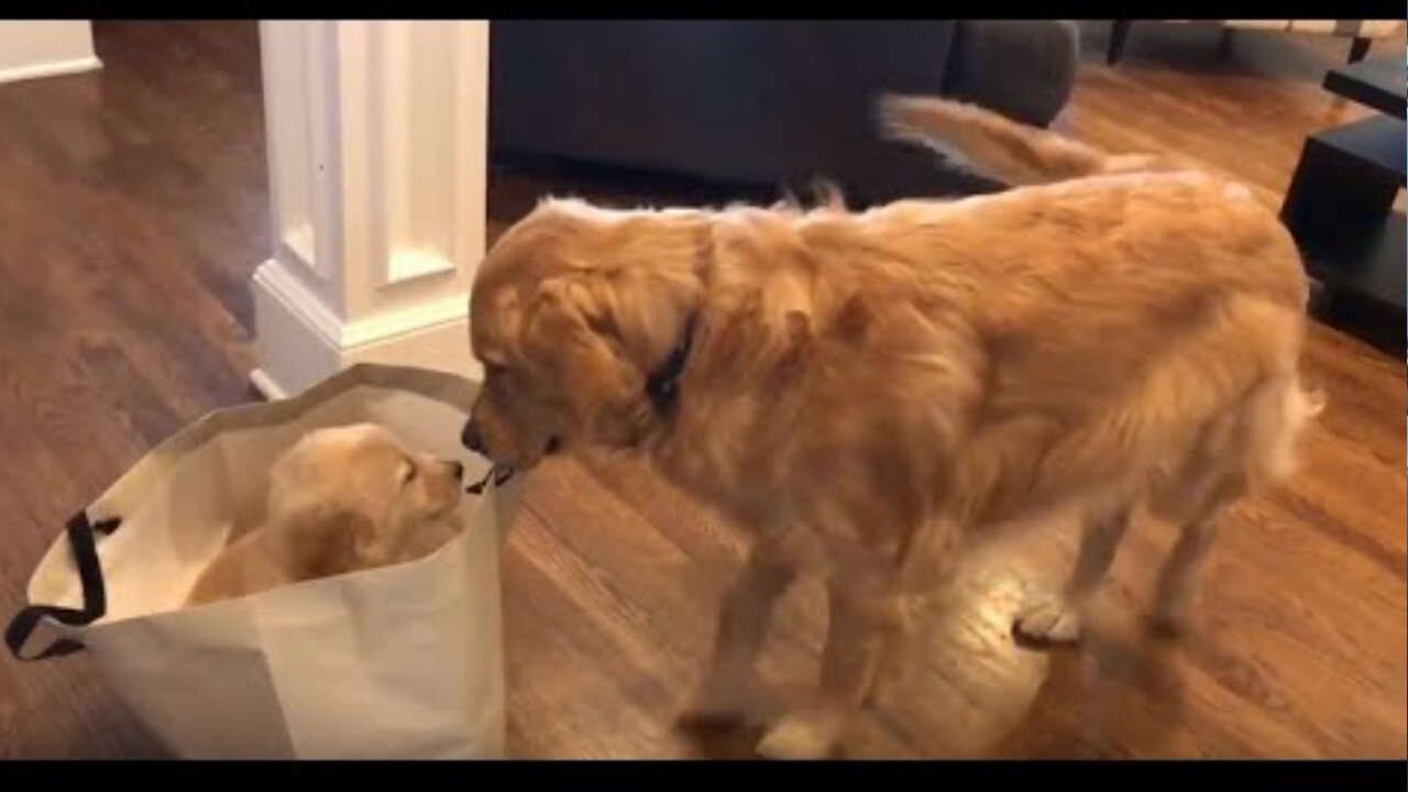 Golden Retriever meets his new puppy sister