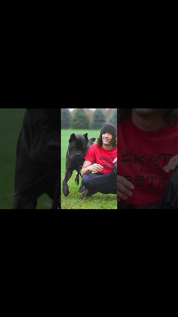 Cane Corso VS. Lion #shorts #dog