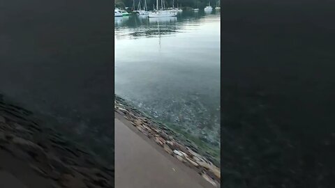 Boats on the shoreline.