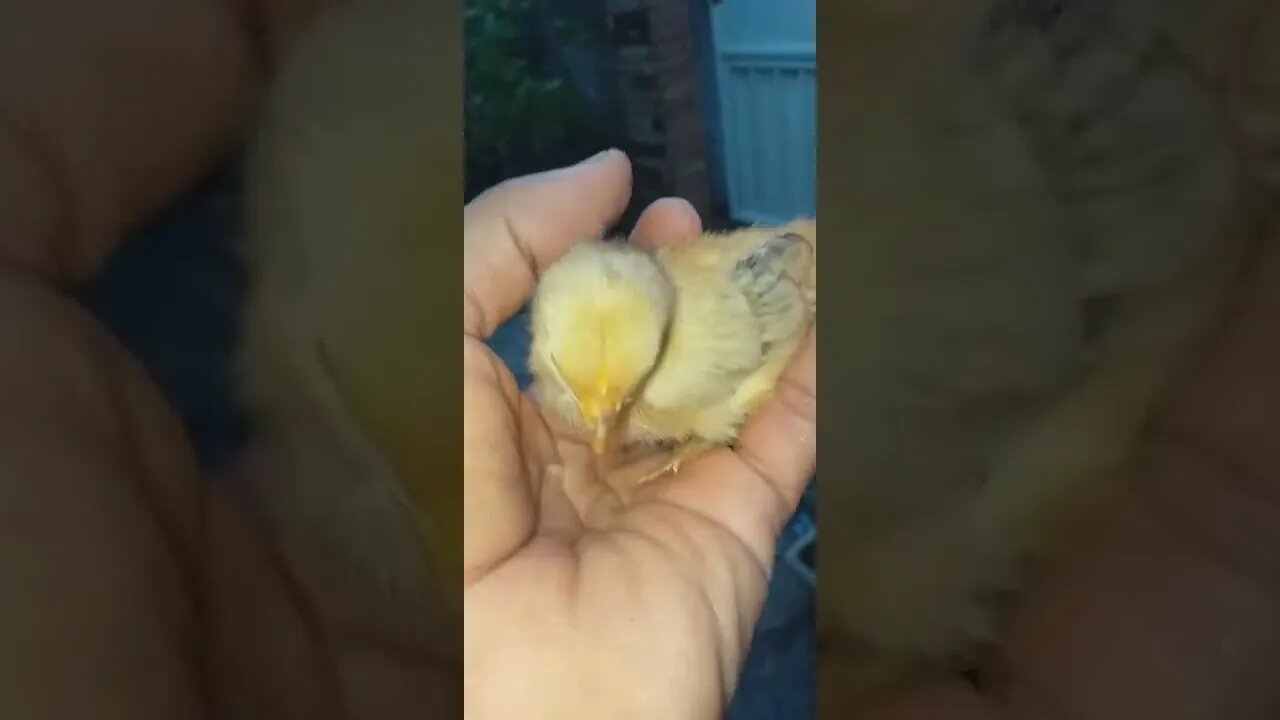 Pintinho Lindinho vídeo 1