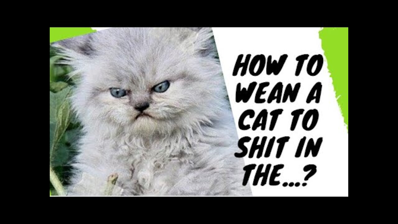 How to wean a cat to shit in the bathroom?