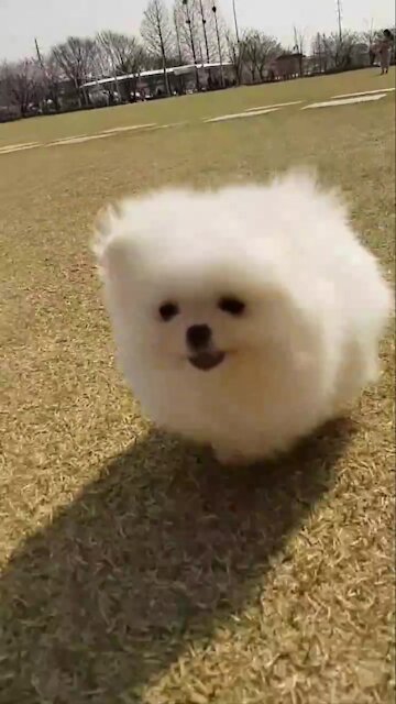 puppy love , dog love