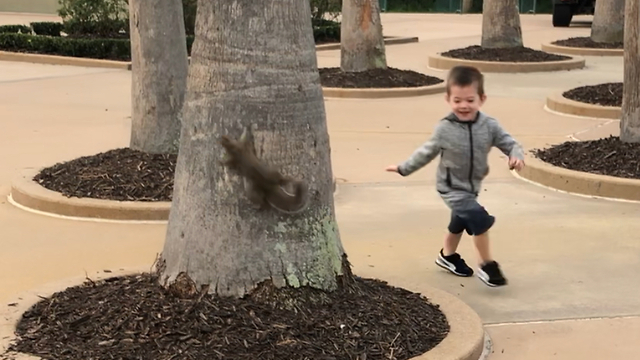 Little boy plays hide and seek with squirrel in Disney World