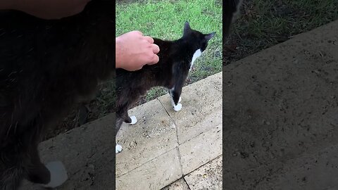 Found a cat