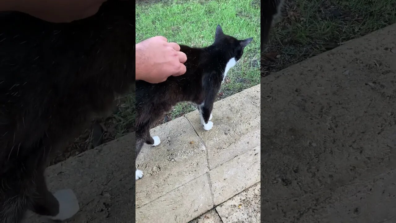 Found a cat