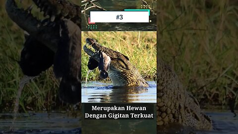 Fakta Unik Tentang Buaya