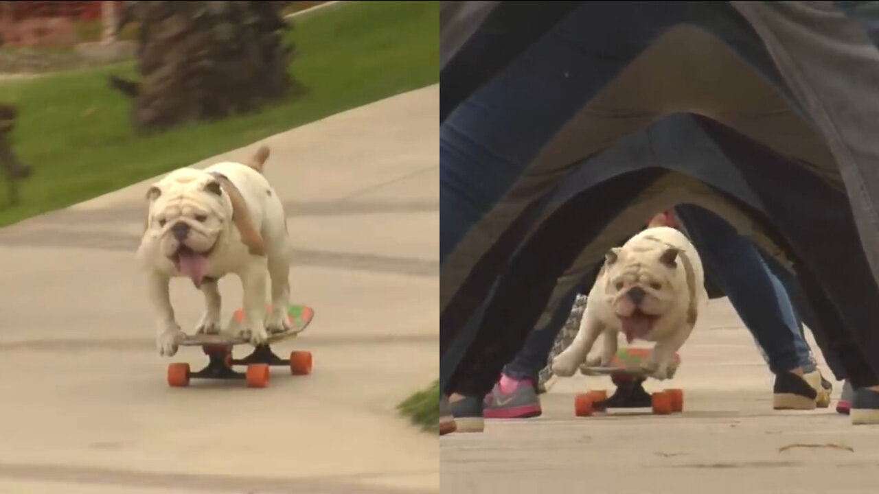 Otto the skateboarding bulldog