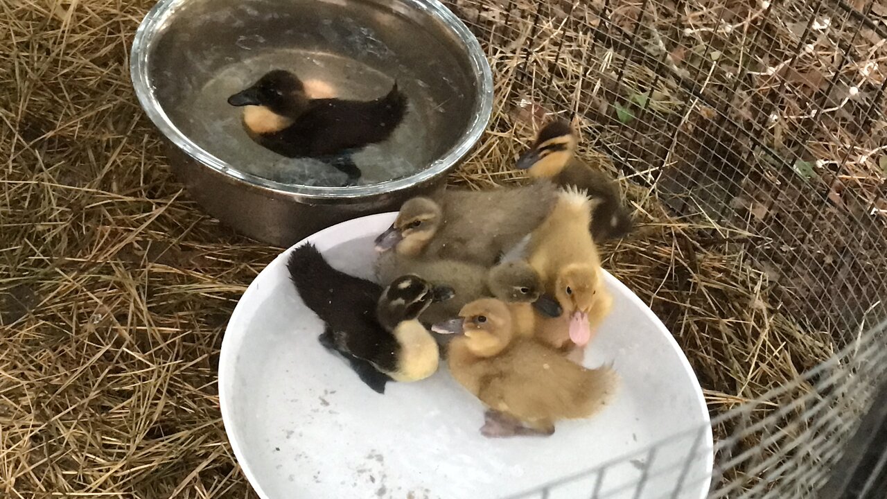 Ms. Broodie’s Ducklings